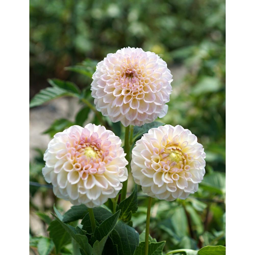 【春予約】　カットフラワーダリア　セクシーポーズ　１球　【申込期限：３月２２日（日）】