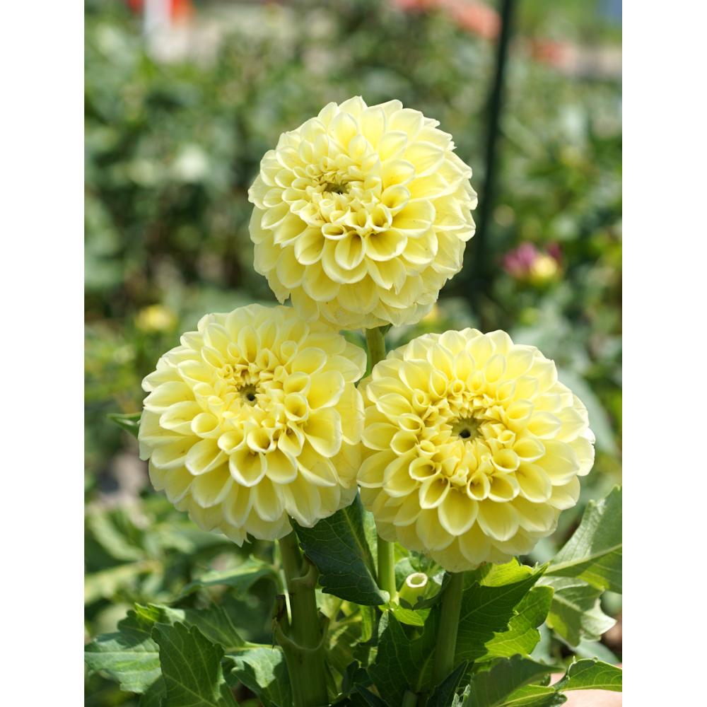 【春予約】　カットフラワーダリア　エッグタルト　１球　【申込期限：３月２２日（日）】