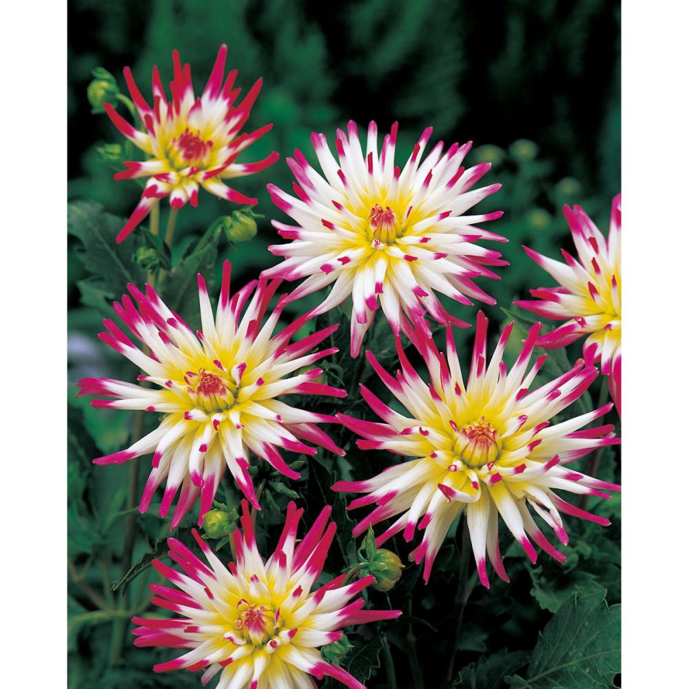 【春予約】　プラチナダリア　京花火（きょうはなび）　１球　【申込期限：３月２２日（日）】