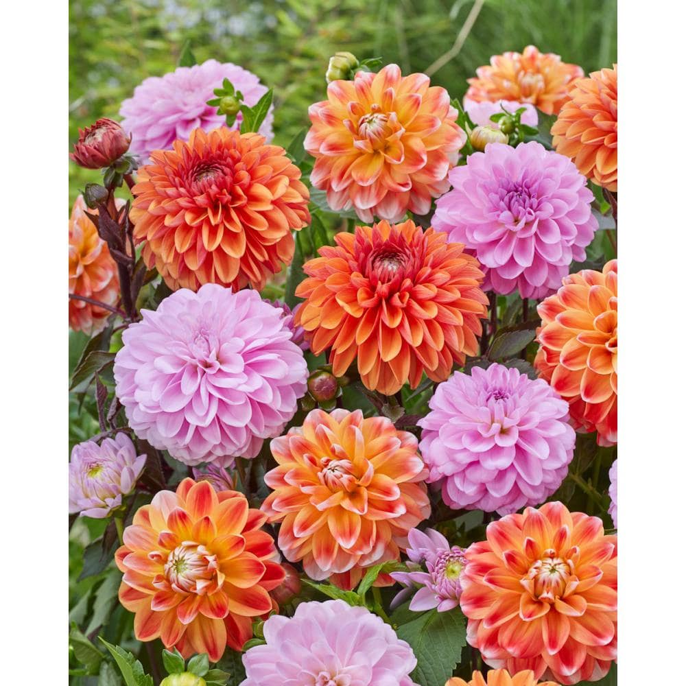 【春予約】　コンビネーションダリア　オレンジ＆ピンク　【申込期限：３月２２日（日）】