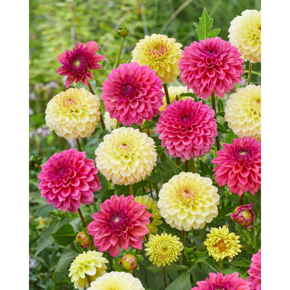 【春予約】　コンビネーションダリア　イエロー＆ピンク　【申込期限：３月２２日（日）】