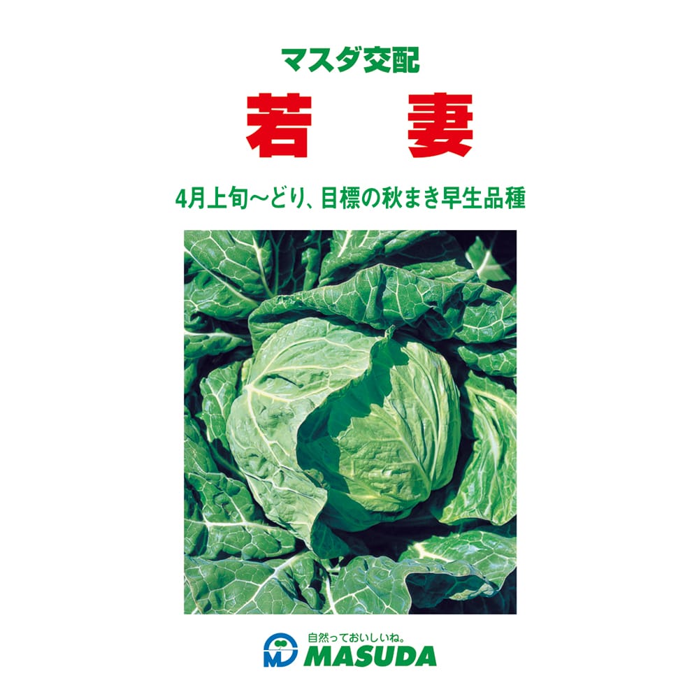 キャベツ種子　若妻キャベツ　小袋（１８０粒）