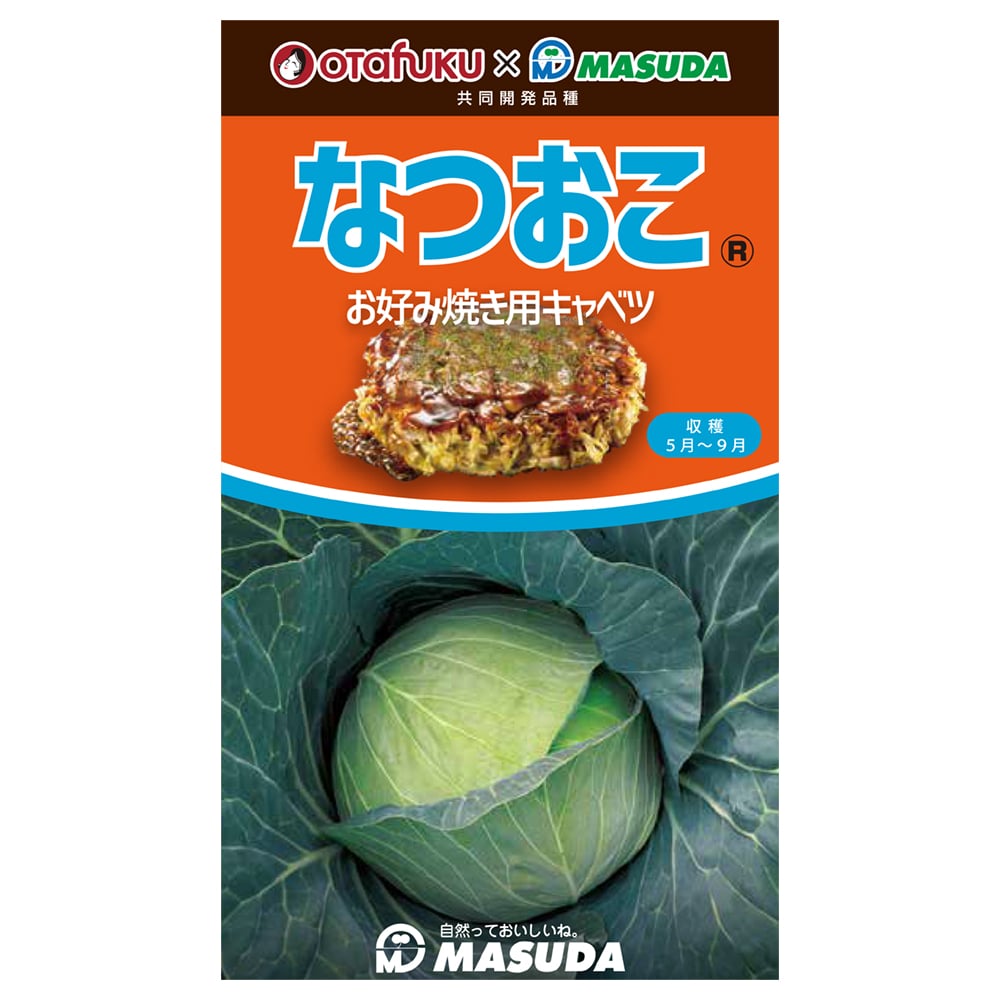 キャベツ種子　なつおこ（Ｒ）キャベツ　小袋（１８０粒）