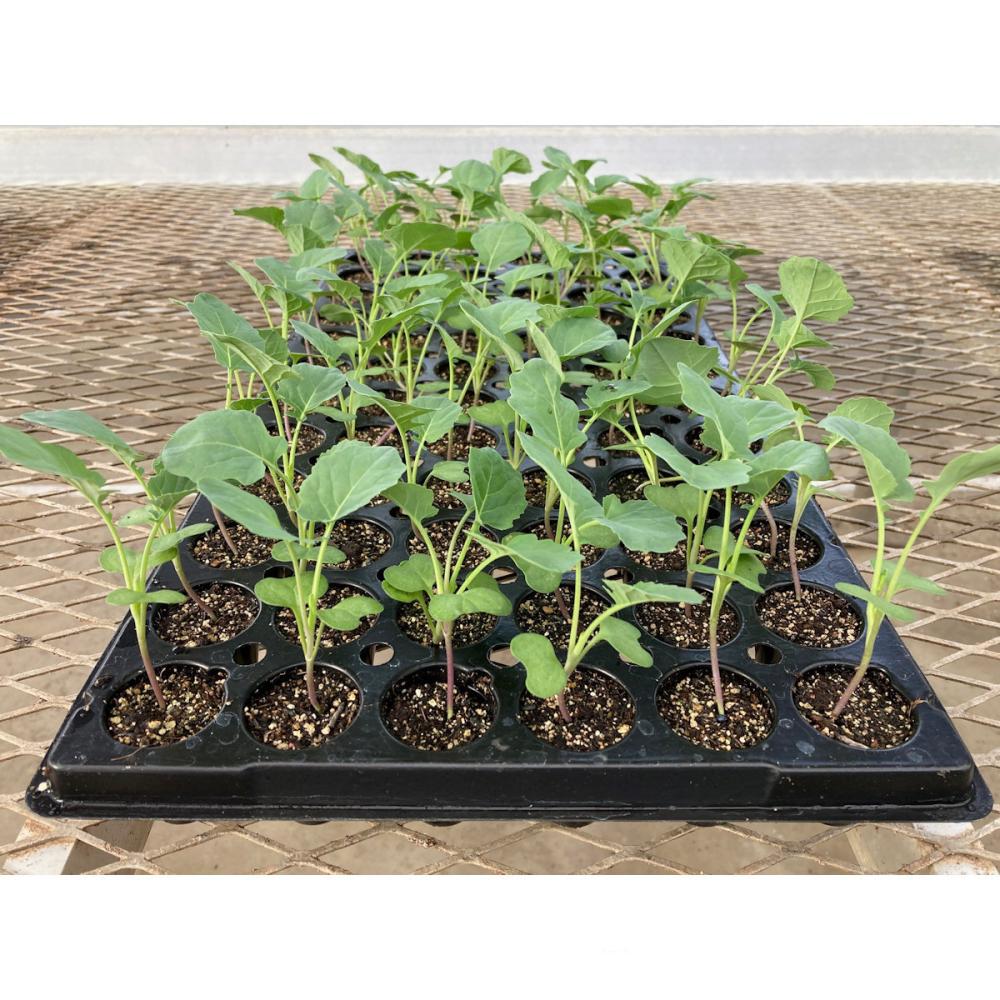 【葉菜苗予約】　ブロッコリー　早生　ピクセル　７２穴　３トレー