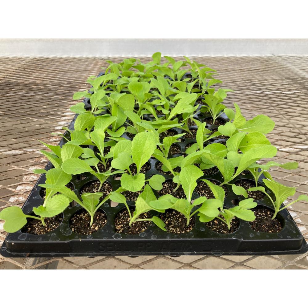 【葉菜苗予約】　ハクサイ　タイニーシュシュ　１２８穴　３トレー
