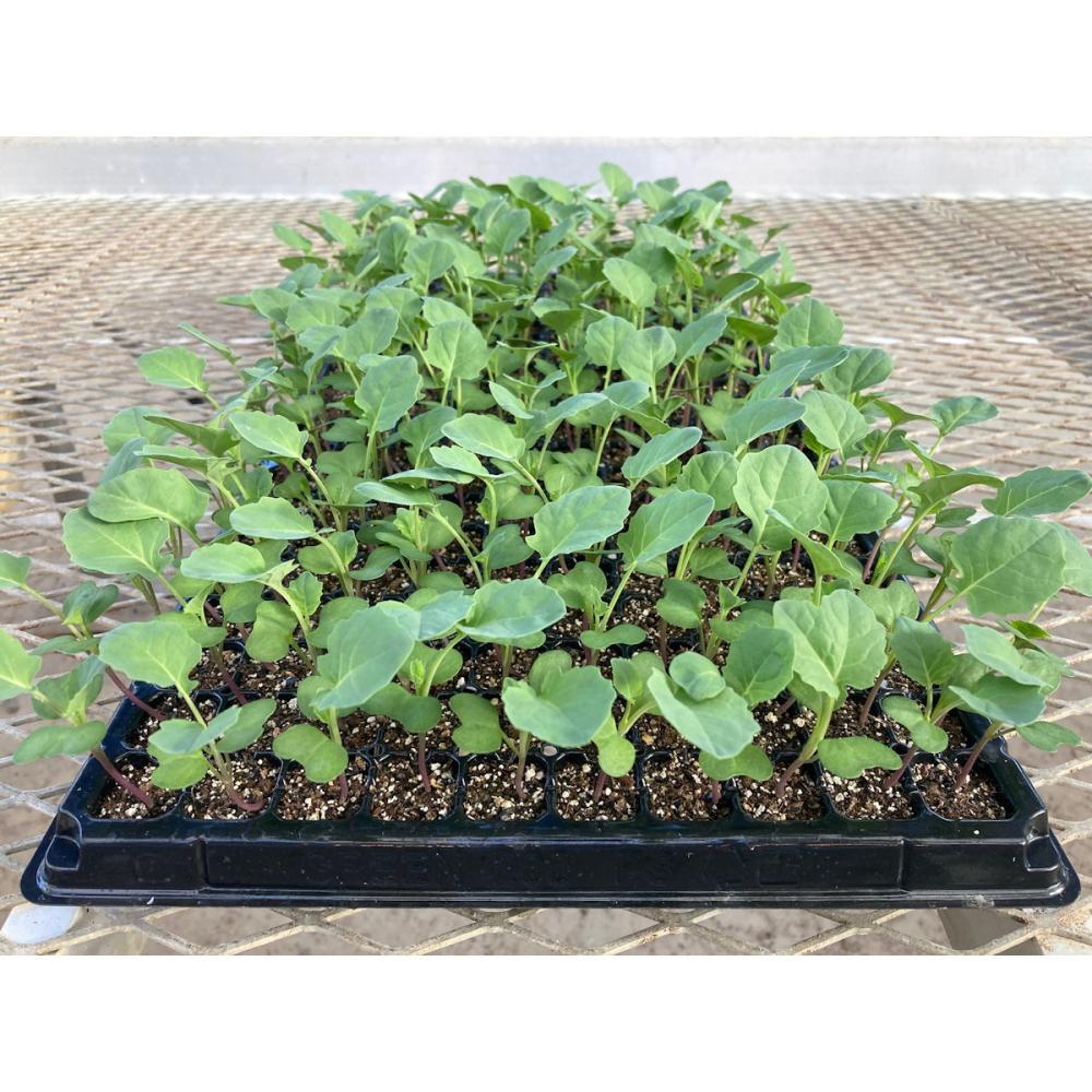 【葉菜苗予約】　ブロッコリー　スティックセニョール　２００穴　３トレー