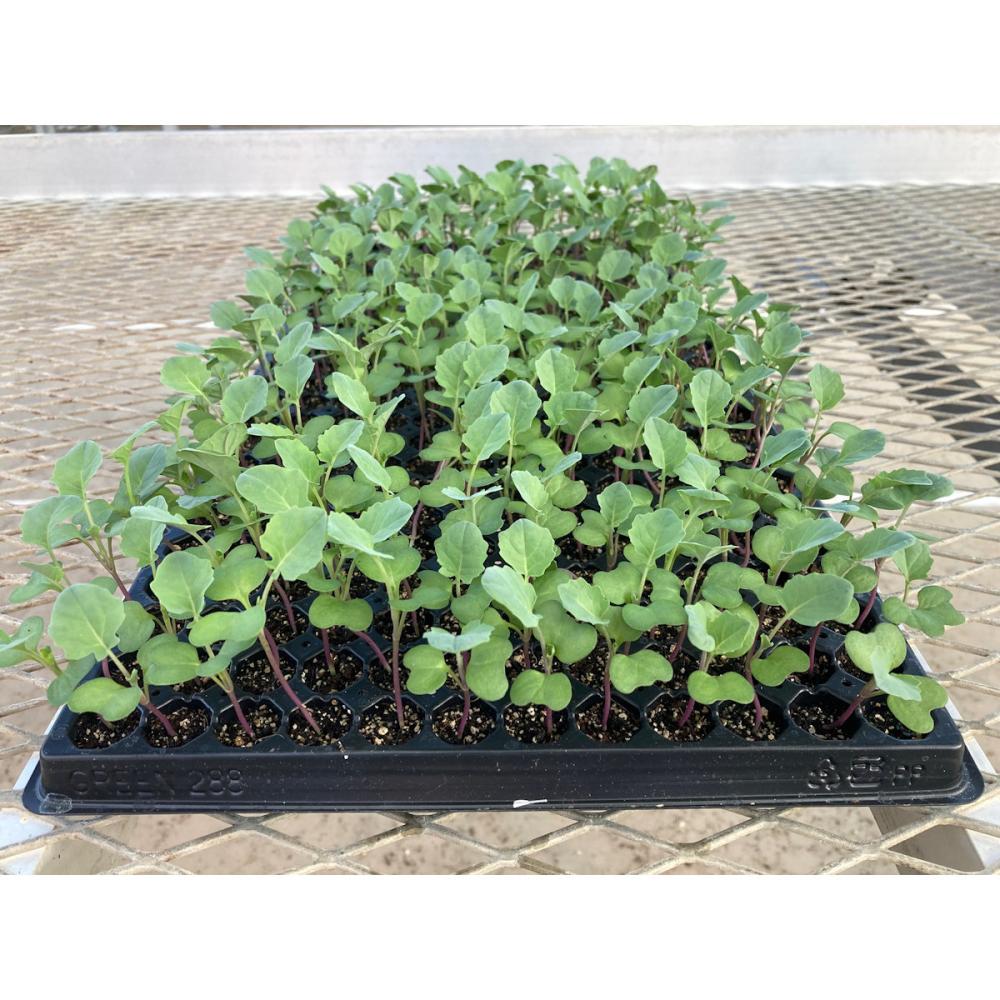 【葉菜苗予約】　ブロッコリー　中早生　おはよう　２８８穴　３トレー