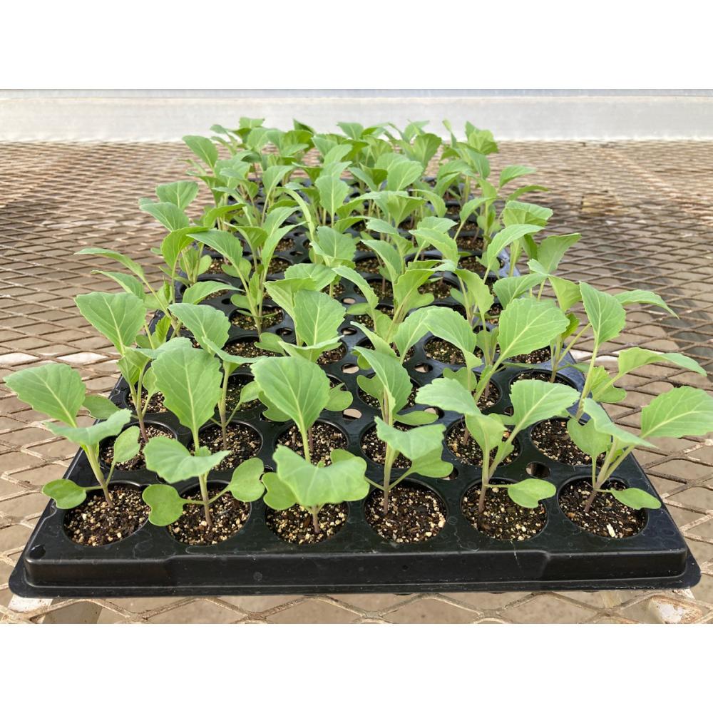 【葉菜苗予約】　キャベツ苗　早生　おきなエスピー　７２穴　３トレー