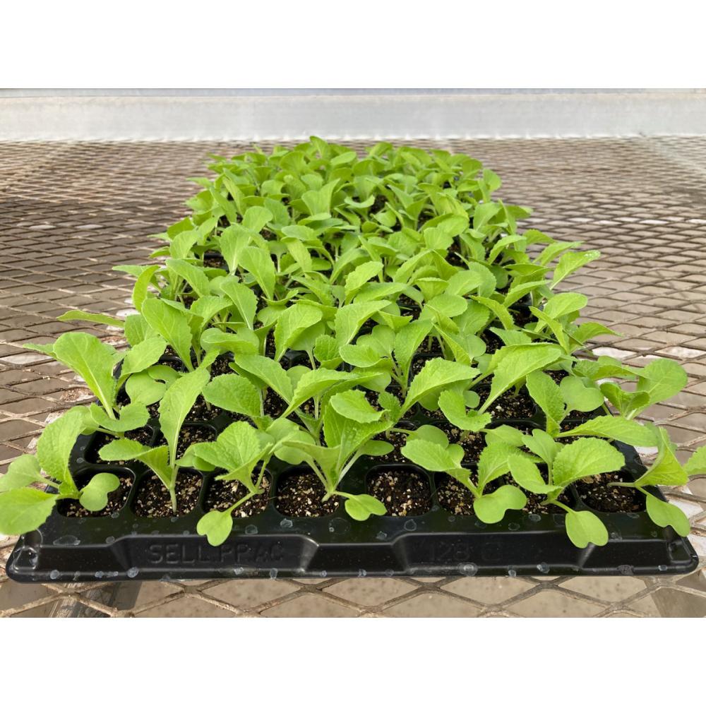 【葉菜苗予約】　ハクサイ　中晩生　晴黄９０　７２穴　３トレー