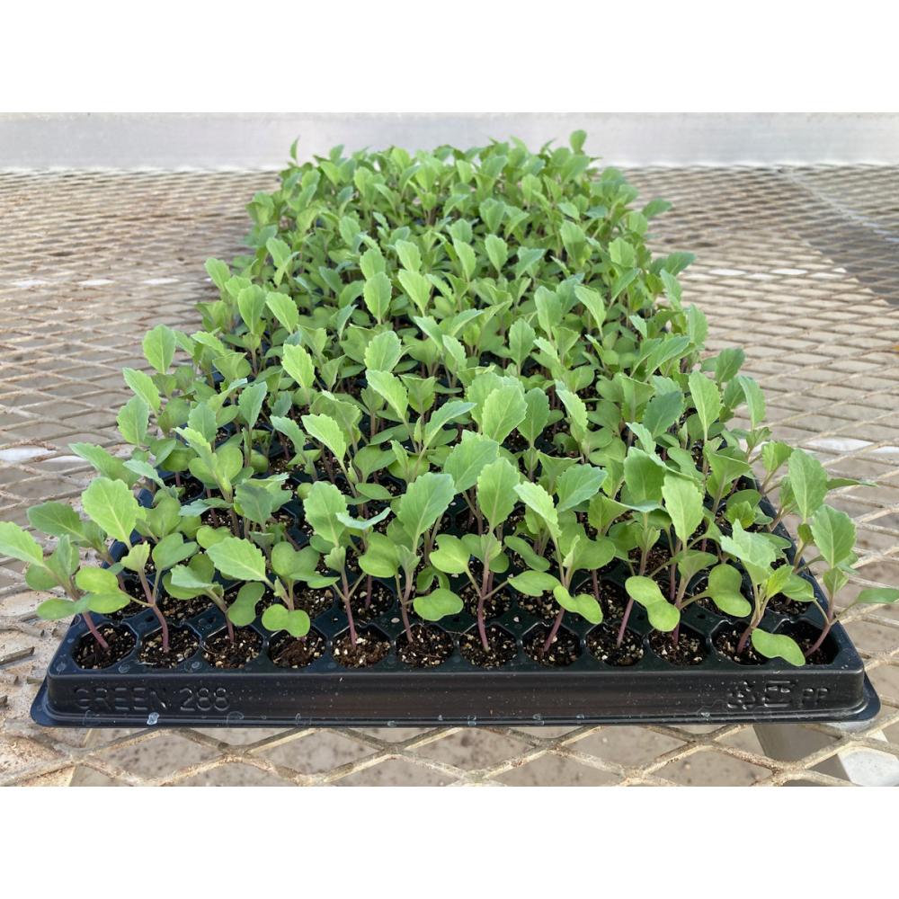 【葉菜苗予約】　キャベツ苗　早生　おきなエスピー　２８８穴　３トレー