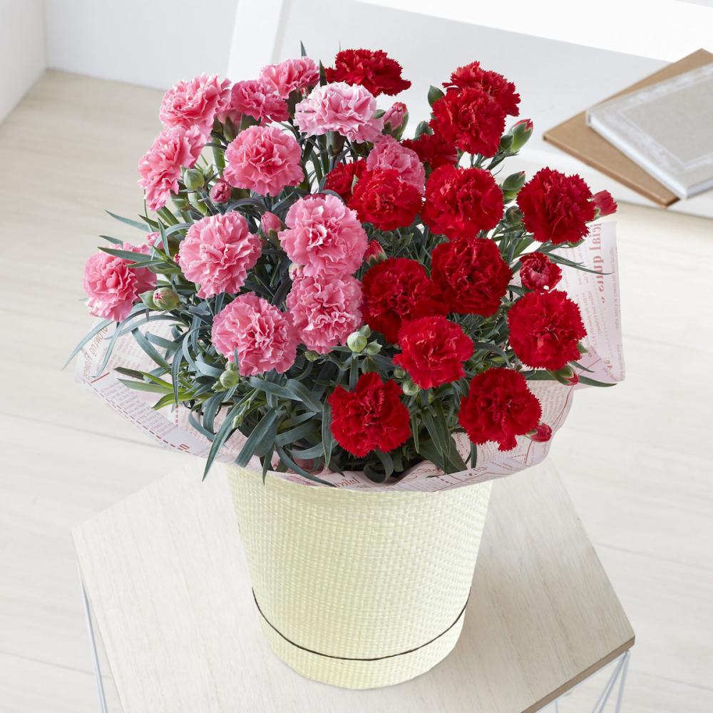 【母の日ギフト】　カーネーション　デュオカラー　【申込期限：５月６日】【お届け予定日：５月７日～１０日】