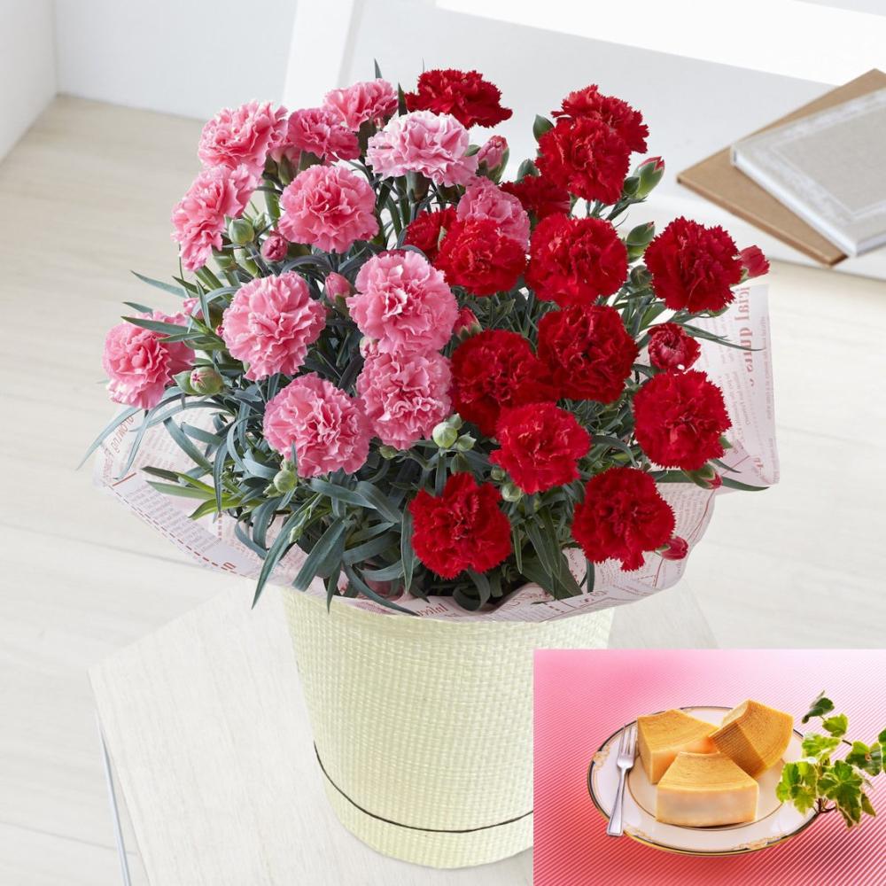 【母の日ギフト】　カーネーション　デュオカラー＆バウムクーヘン　【申込期限：５月６日】【お届け予定日：５月７日～１０日】