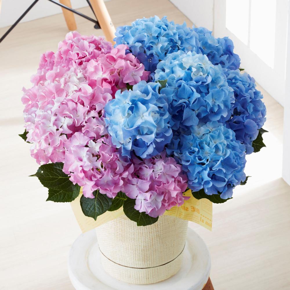 【母の日ギフト】　アジサイ　テンシア　デュオカラー　【申込期限：５月６日】【お届け予定日：５月７日～１０日】