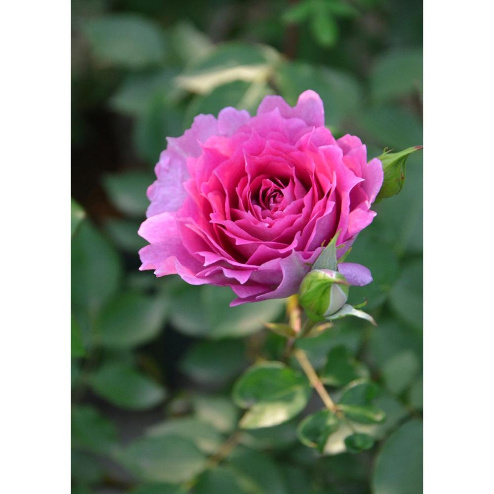 【バラ新苗予約】　シェエラザード　【申込期限：５月３日】【お引渡し予定日：５月１６日～２４日】