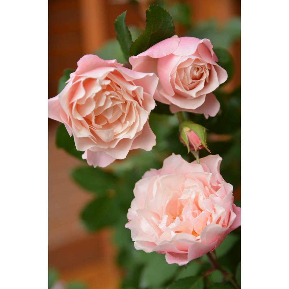 【バラ新苗予約】　ダフネ　【申込期限：５月３日】【お引渡し予定日：５月１６日～２４日】