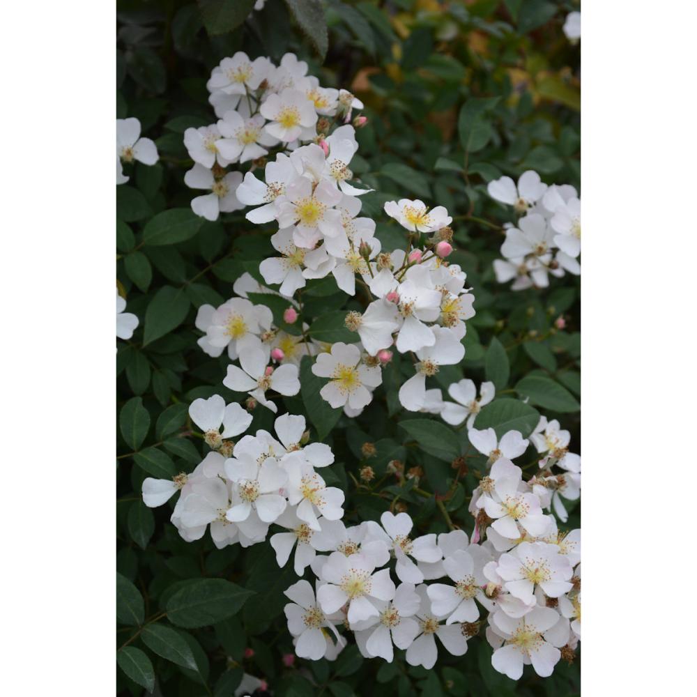 【バラ新苗予約】　ニューサ　【申込期限：５月３日】【お引渡し予定日：５月１６日～２４日】