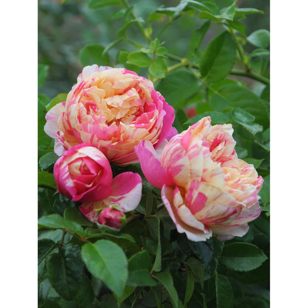 【バラ新苗予約】　エドゥアール・マネ　【申込期限：５月３日】【お引渡し予定日：５月１６日～２４日】