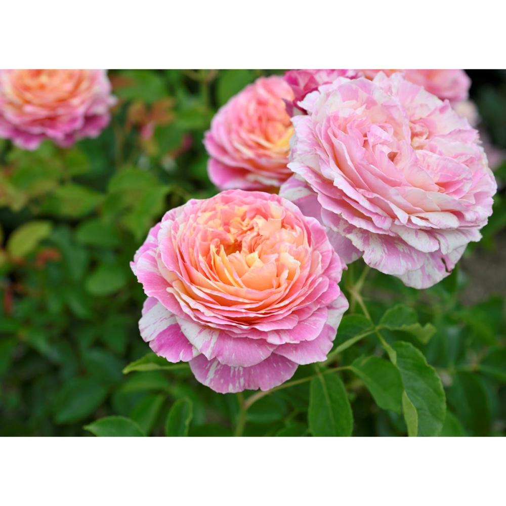 【バラ新苗予約】　クロード・モネ　【申込期限：５月３日】【お引渡し予定日：５月１６日～２４日】