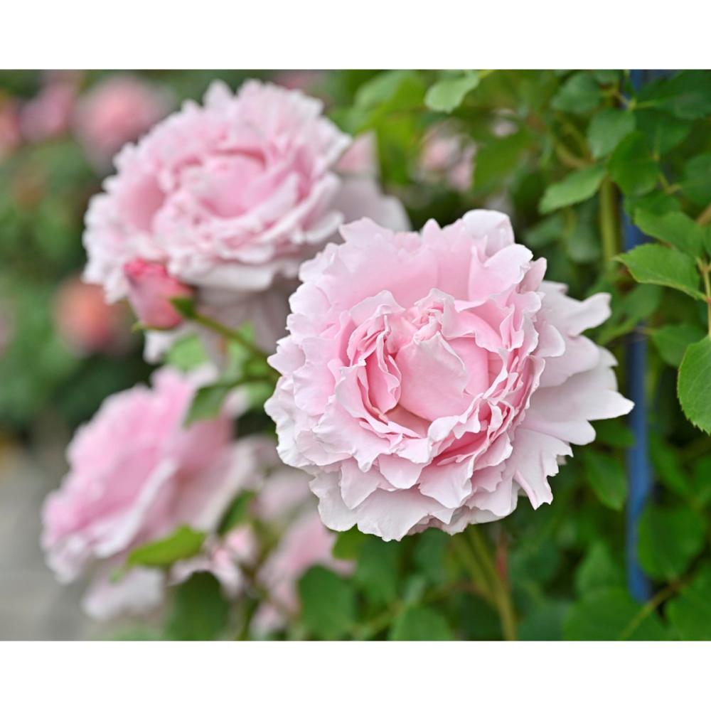 【バラ新苗予約】　ソフィー・ロシャス　【申込期限：５月３日】【お引渡し予定日：５月１６日～２４日】