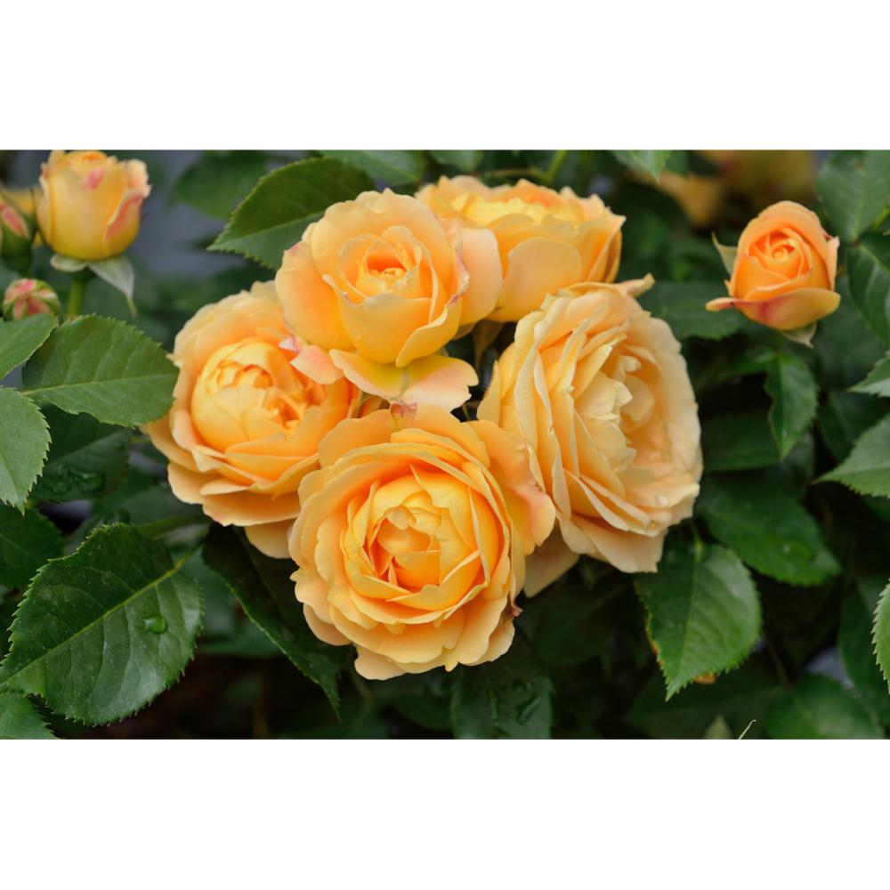 【バラ新苗予約】　ラ・ドルチェ・ヴィータ　【申込期限：５月３日】【お引渡し予定日：５月１６日～２４日】