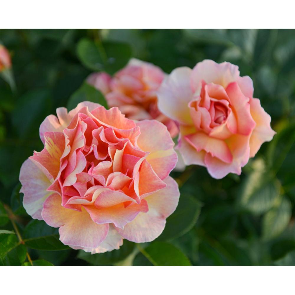 【バラ新苗予約】　ラ・パリジェンヌ　【申込期限：５月３日】【お引渡し予定日：５月１６日～２４日】