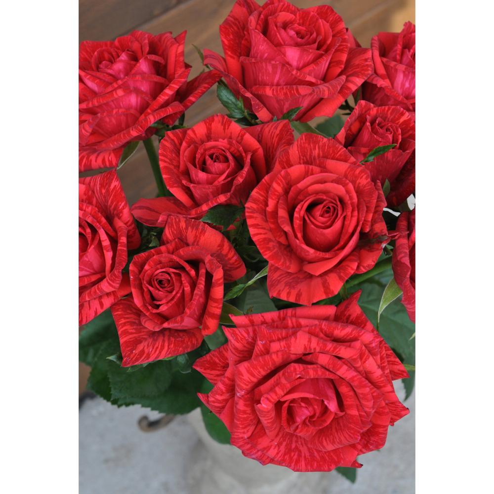 【バラ新苗予約】　レッド・インテューション　【申込期限：５月３日】【お引渡し予定日：５月１６日～２４日】