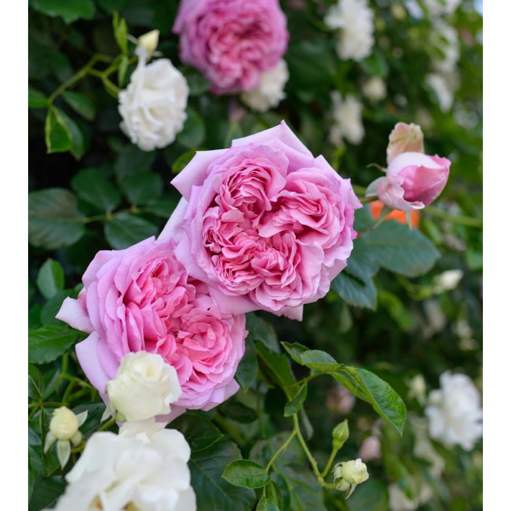 【バラ新苗予約】　ローズ・ポンパドゥール　【申込期限：５月３日】【お引渡し予定日：５月１６日～２４日】