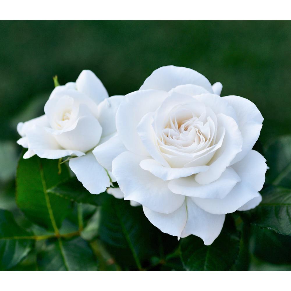 【バラ新苗予約】　アンナプルナ　【申込期限：５月３日】【お引渡し予定日：５月１６日～２４日】