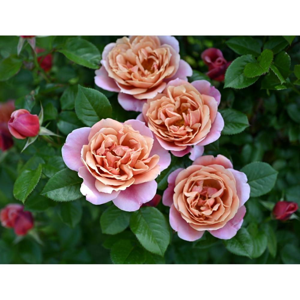 【バラ新苗予約】　ピンク・ビンテージ　【申込期限：５月３日】【お引渡し予定日：５月１６日～２４日】