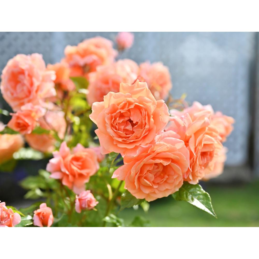 【バラ新苗予約】　レ・グラン・ビュッフェ　【申込期限：５月３日】【お引渡し予定日：５月１６日～２４日】