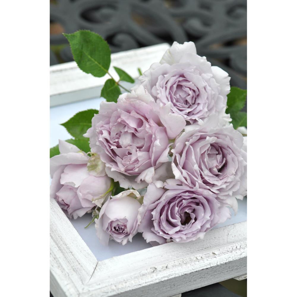 【バラ新苗予約】　ルシファー　【申込期限：５月３日】【お引渡し予定日：５月１６日～２４日】