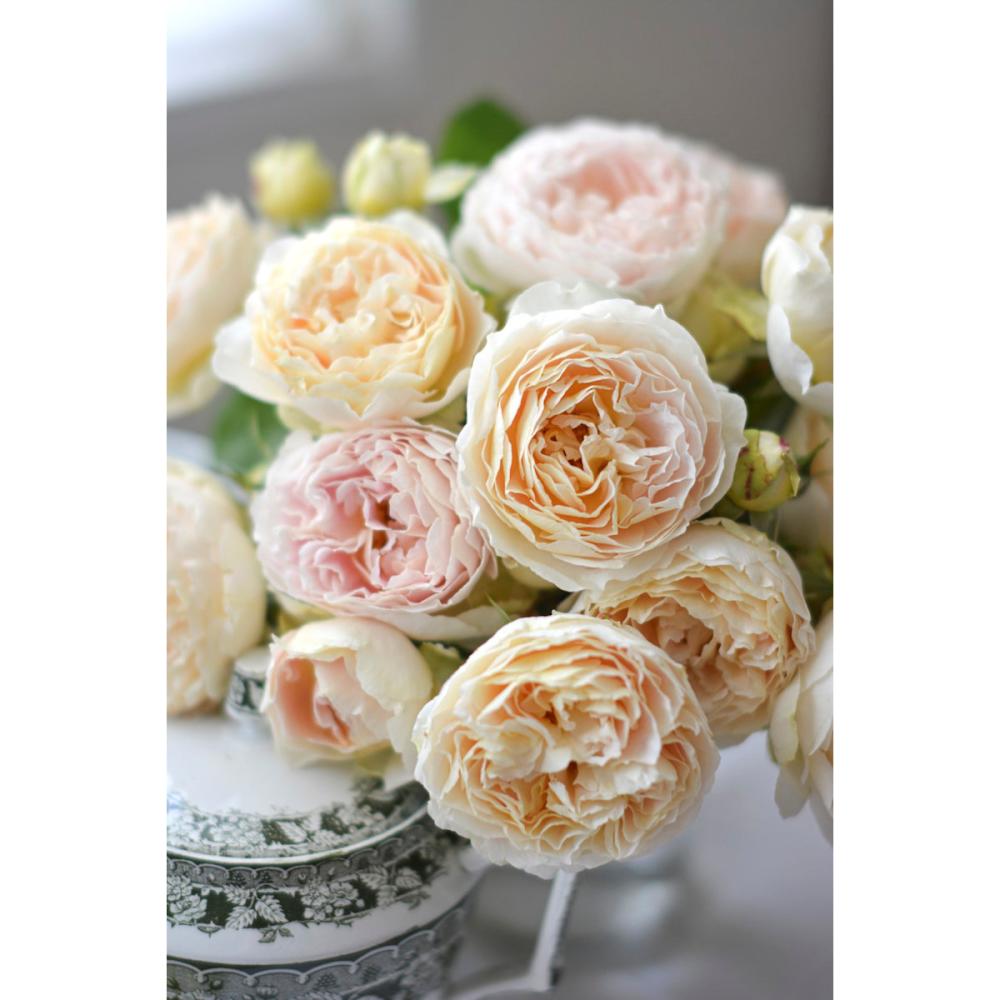 【バラ新苗予約】　アンヌ　【申込期限：５月３日】【お引渡し予定日：５月１６日～２４日】