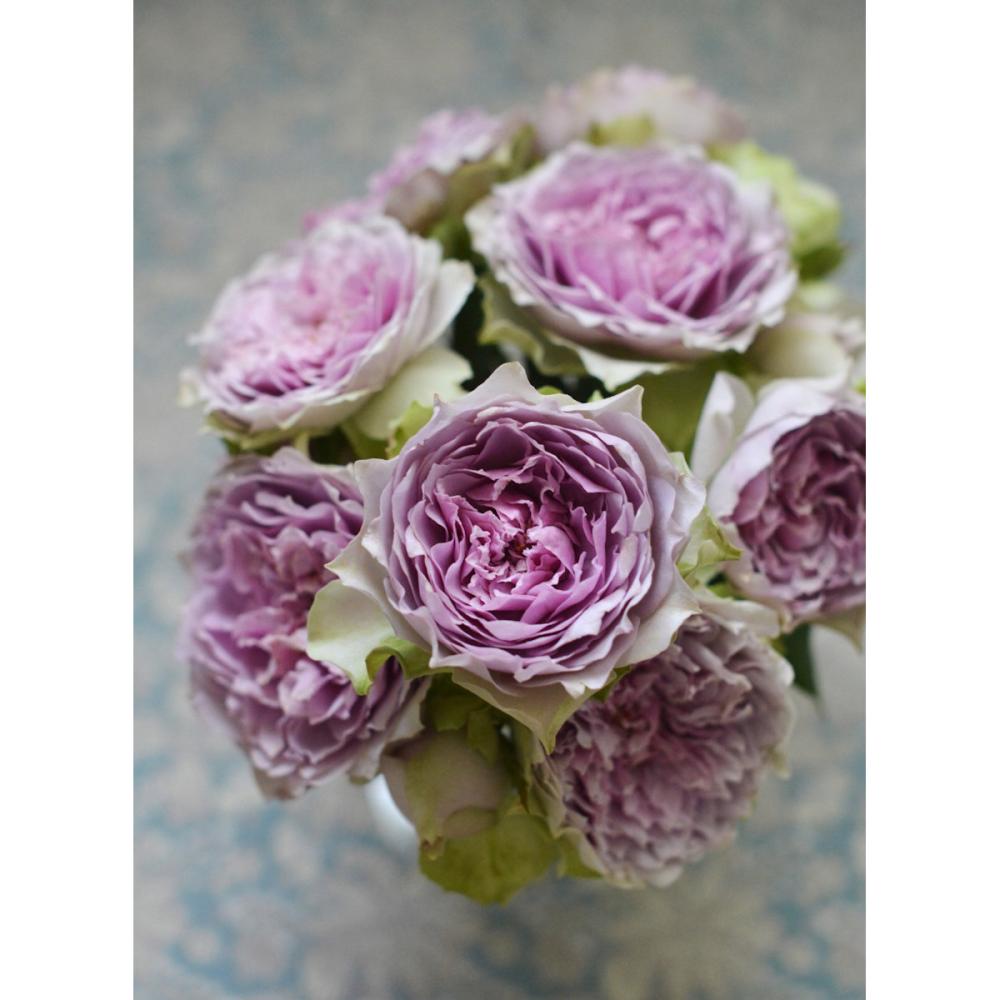 【バラ新苗予約】　コフレ　【申込期限：５月３日】【お引渡し予定日：５月１６日～２４日】