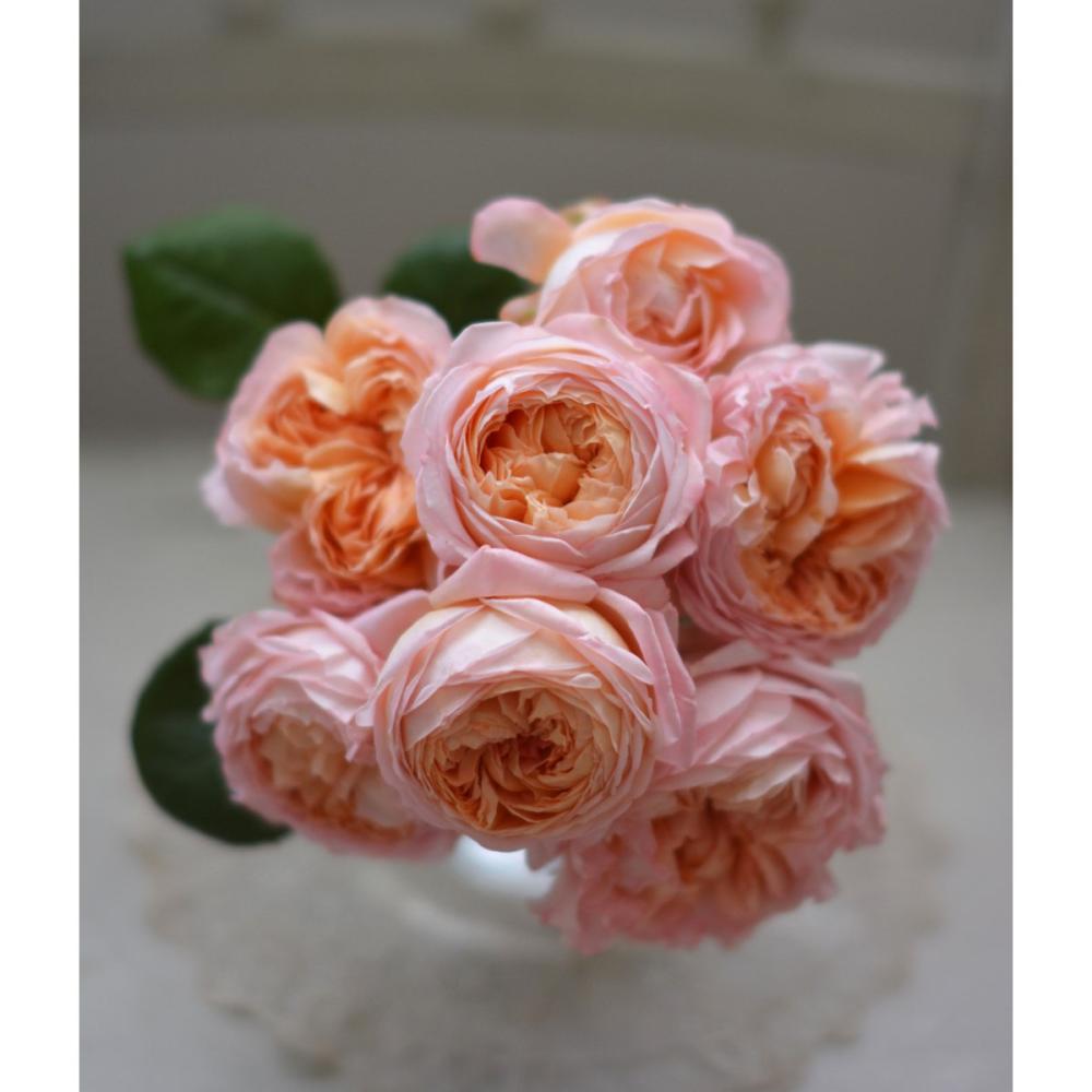 【バラ新苗予約】　コンフィチュール　【申込期限：５月３日】【お引渡し予定日：５月１６日～２４日】