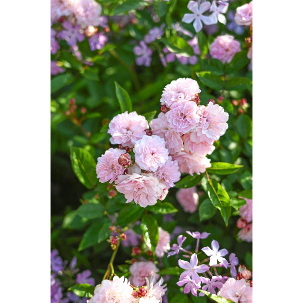 【バラ新苗予約】　こんぺいとう　【申込期限：５月３日】【お引渡し予定日：５月１６日～２４日】