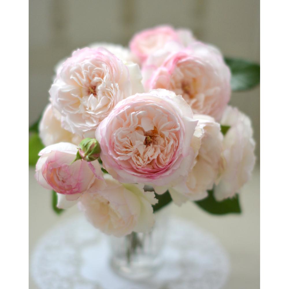 【バラ新苗予約】　サボン　【申込期限：５月３日】【お引渡し予定日：５月１６日～２４日】