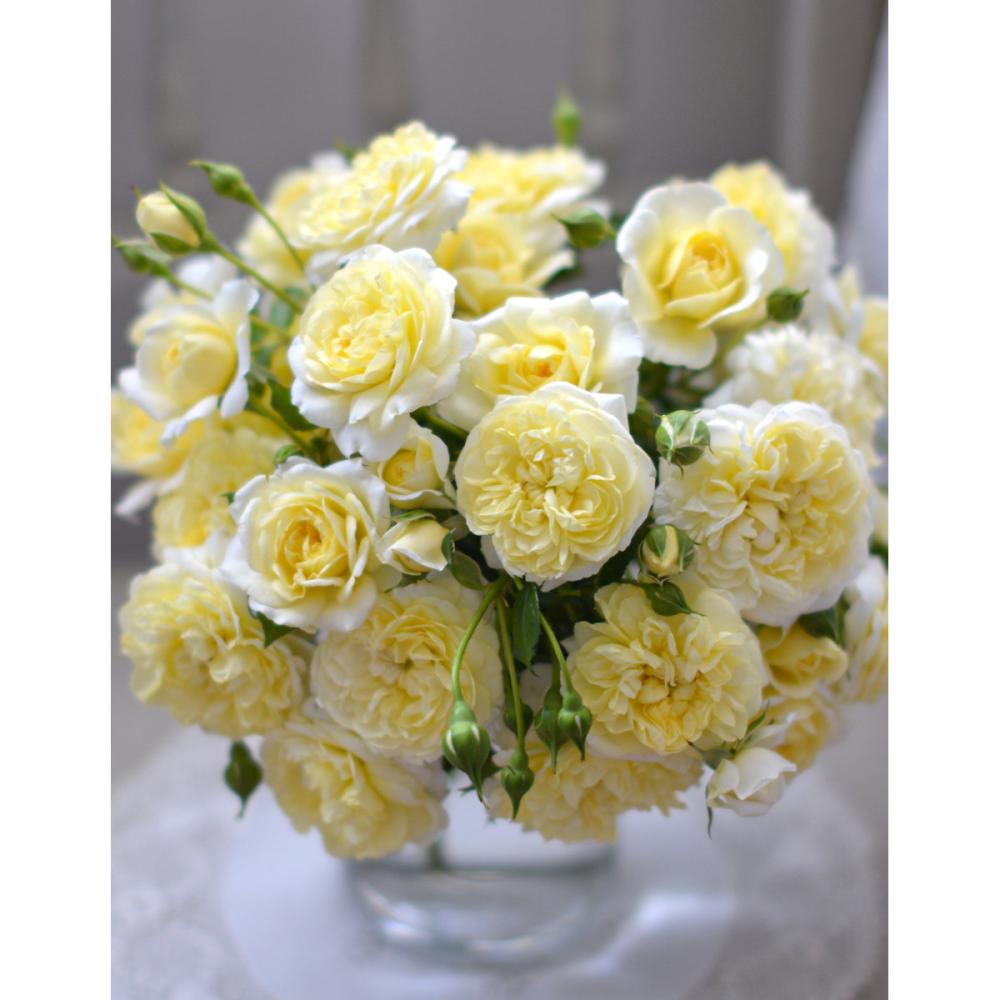 【バラ新苗予約】　プリュネル　【申込期限：５月３日】【お引渡し予定日：５月１６日～２４日】