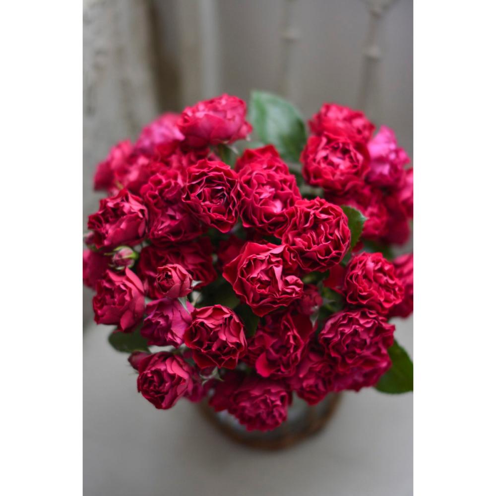 【バラ新苗予約】　ポム　【申込期限：５月３日】【お引渡し予定日：５月１６日～２４日】