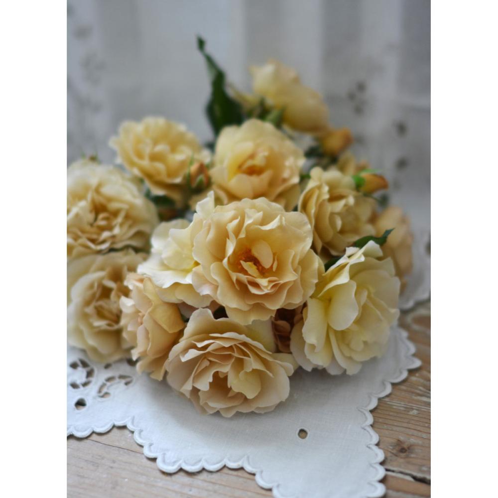 【バラ新苗予約】　ラ・ブロッシュ　【申込期限：５月３日】【お引渡し予定日：５月１６日～２４日】