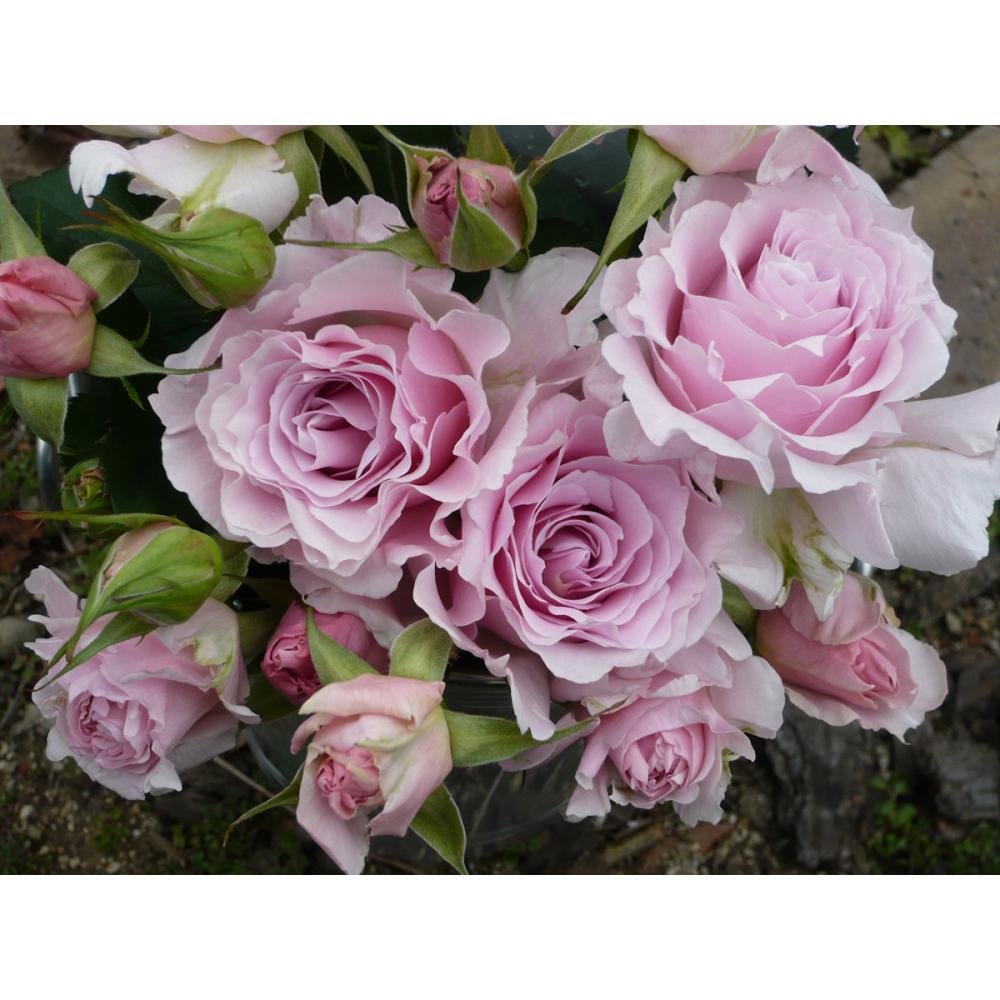 【バラ新苗予約】　ラ・マリエ　【申込期限：５月３日】【お引渡し予定日：５月１６日～２４日】