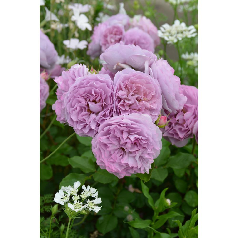 【バラ新苗予約】　レヴリ　【申込期限：５月３日】【お引渡し予定日：５月１６日～２４日】