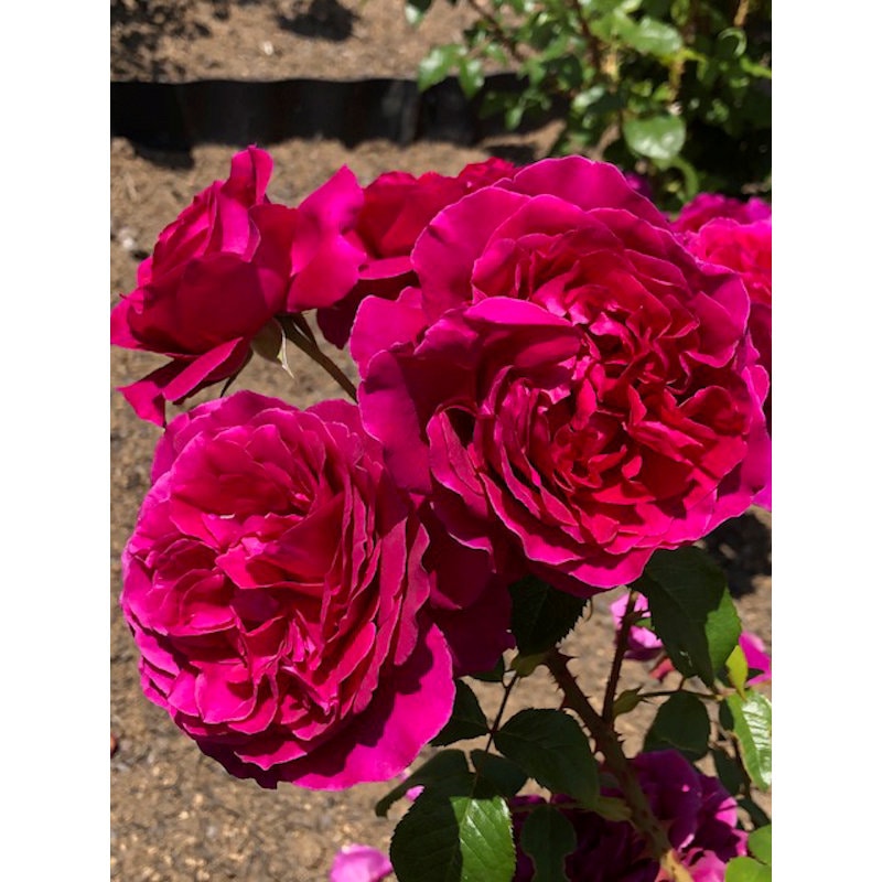 【バラ新苗予約】　彩（あや）　【申込期限：５月３日】【お引渡し予定日：５月１６日～２４日】