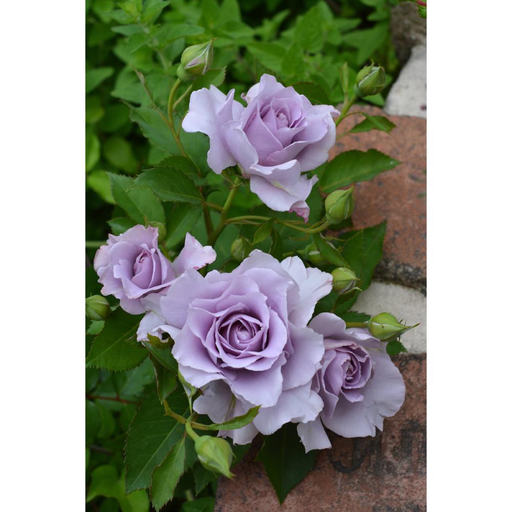 【バラ新苗予約】　爽（そう）　【申込期限：５月３日】【お引渡し予定日：５月１６日～２４日】