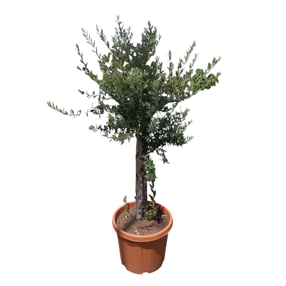 Ｂｒｅｅｚｙ　Ｇｒｅｅｎ　スペイン直輸入　オリーブ苗　アルベキーナ　約１０年物