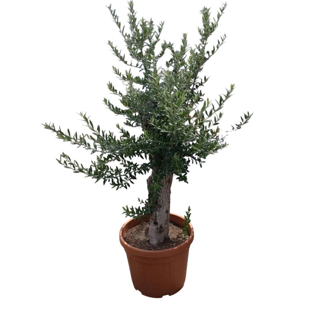 Ｂｒｅｅｚｙ　Ｇｒｅｅｎ　スペイン直輸入　オリーブ苗　アルベキーナ　約１５年物