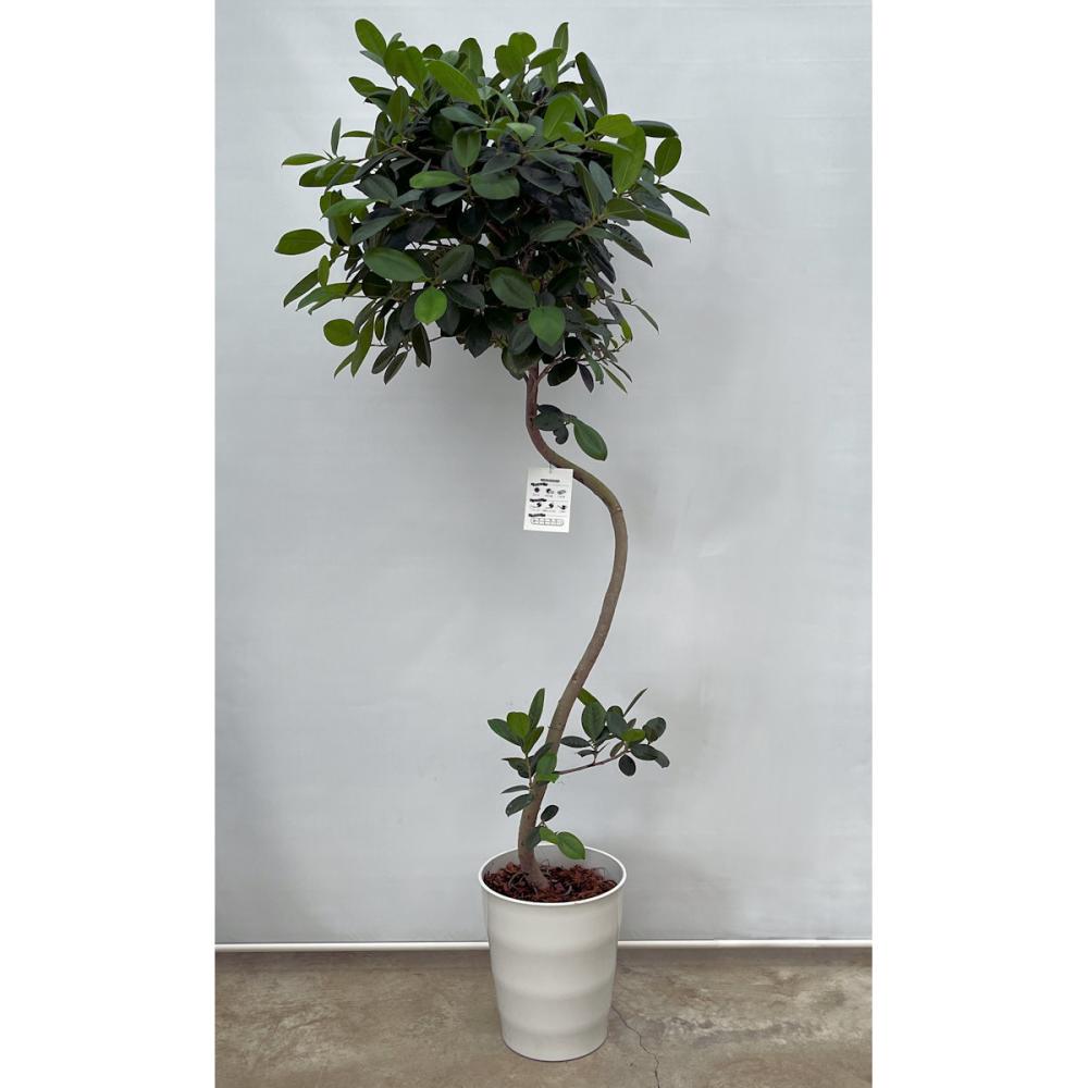 沖縄観葉　フィカスジャンボリーフ