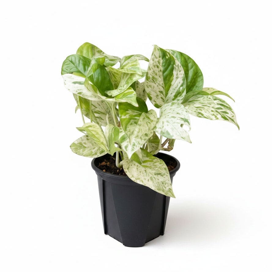 Ｂｒｅｅｚｙ　Ｇｒｅｅｎ　ポトス　マーブルキング　１２ｃｍ