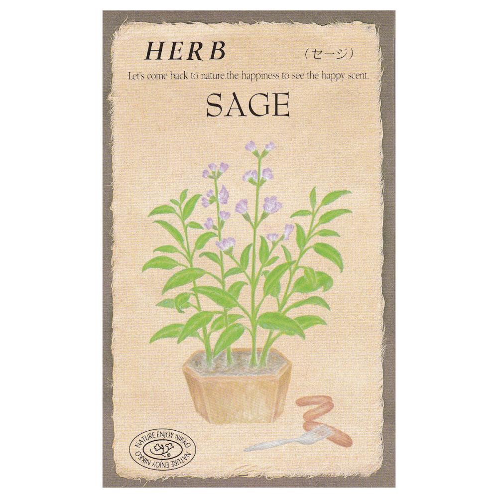 【宅配専用】　ハーブ種子　セージ