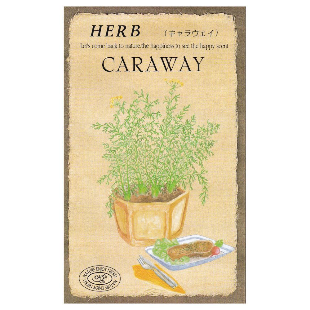 【宅配専用】　ハーブ種子　キャラウェイ
