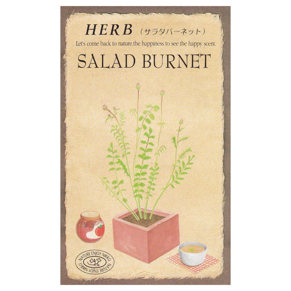 【宅配専用】　ハーブ種子　サラダバーネット